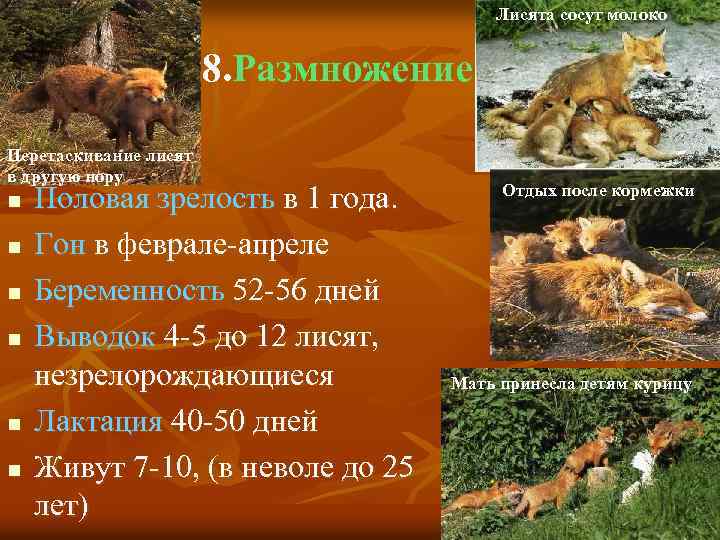 Лисята сосут молоко 8. Размножение Перетаскивание лисят в другую нору n n n Половая
