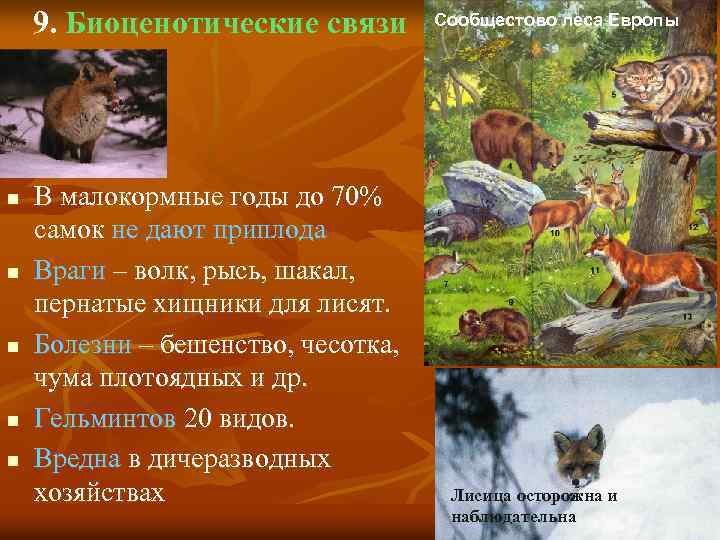9. Биоценотические связи n n n В малокормные годы до 70% самок не дают