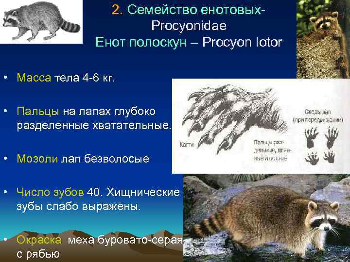 2. Семейство енотовых. Procyonidae Енот полоскун – Procyon lotor • Масса тела 4 -6