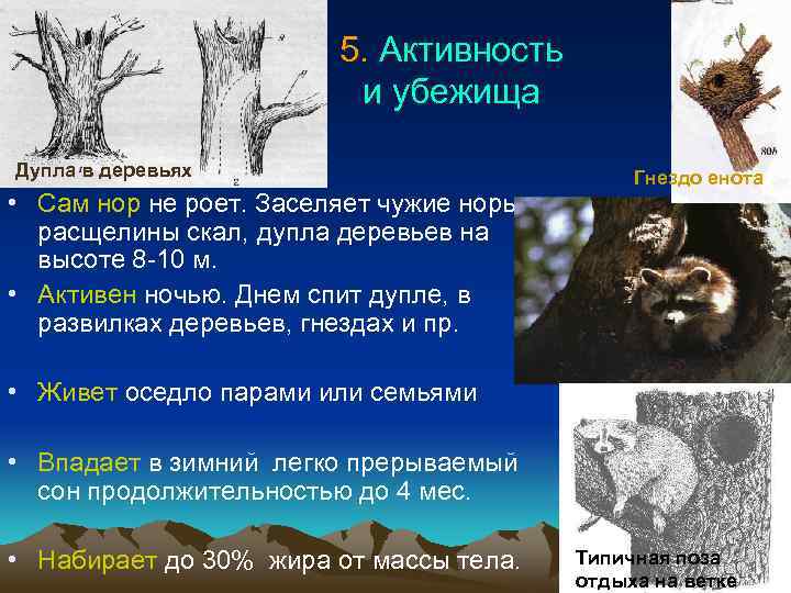 5. Активность и убежища Дупла в деревьях • Сам нор не роет. Заселяет чужие