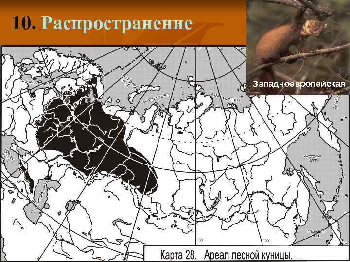 10. Распространение Западноевропейская 