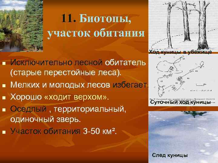 11. Биотопы, участок обитания Ход куницы в убежище n n n Исключительно лесной обитатель