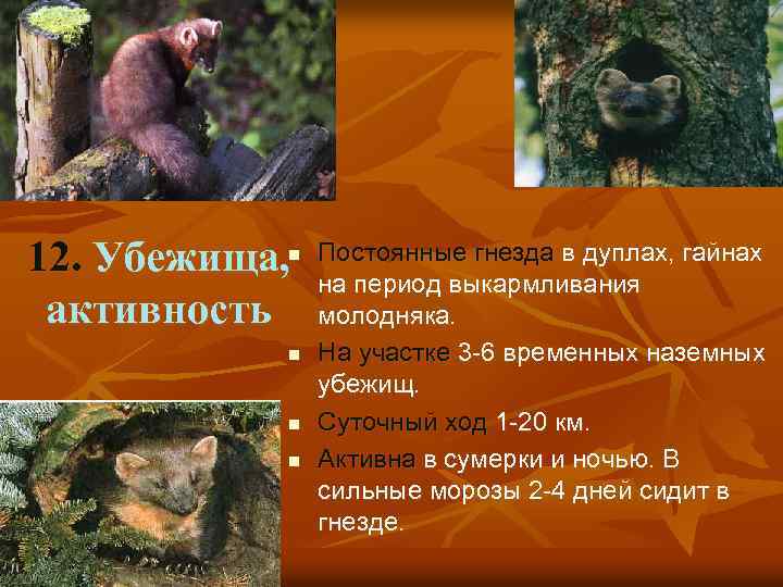 12. Убежища, активность n n Постоянные гнезда в дуплах, гайнах на период выкармливания молодняка.