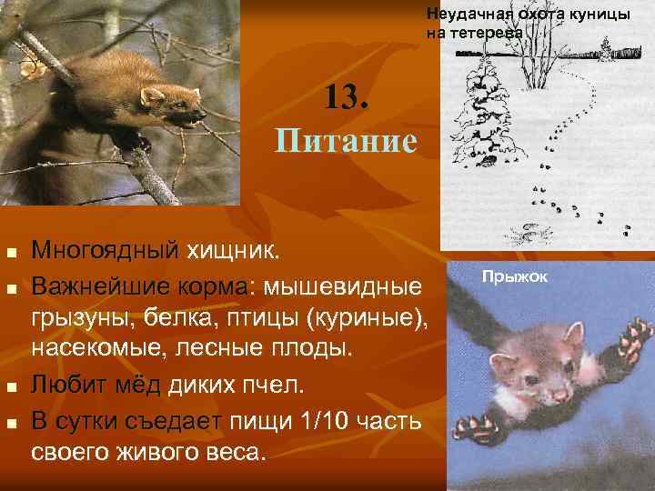 Неудачная охота куницы на тетерева 13. Питание n n Многоядный хищник. Важнейшие корма: мышевидные