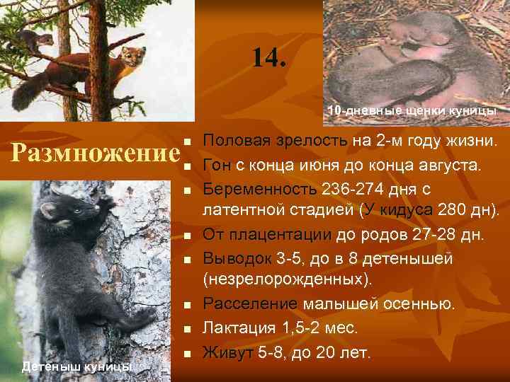 14. 10 -дневные щенки куницы Размножение n n n n Детеныш куницы n Половая