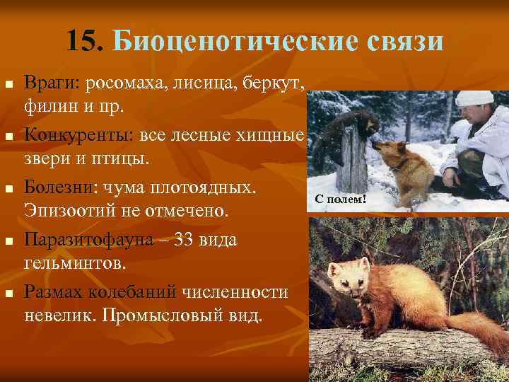 15. Биоценотические связи n n n Враги: росомаха, лисица, беркут, филин и пр. Конкуренты: