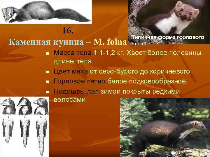 16. Каменная куница – M. foina n n Типичная форма горлового пятна Масса тела