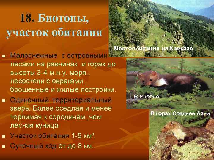 18. Биотопы, участок обитания Местообитания на Кавказе n n Малоснежные с островными лесами на