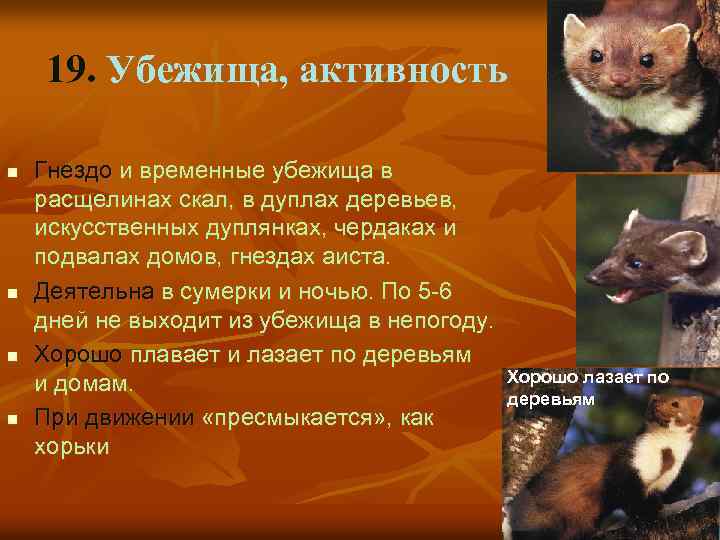 19. Убежища, активность n n Гнездо и временные убежища в расщелинах скал, в дуплах