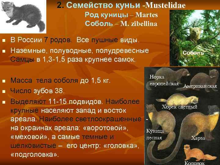 2. Семейство куньи -Mustelidae Род куницы – Martes Соболь – M. zibellina n n