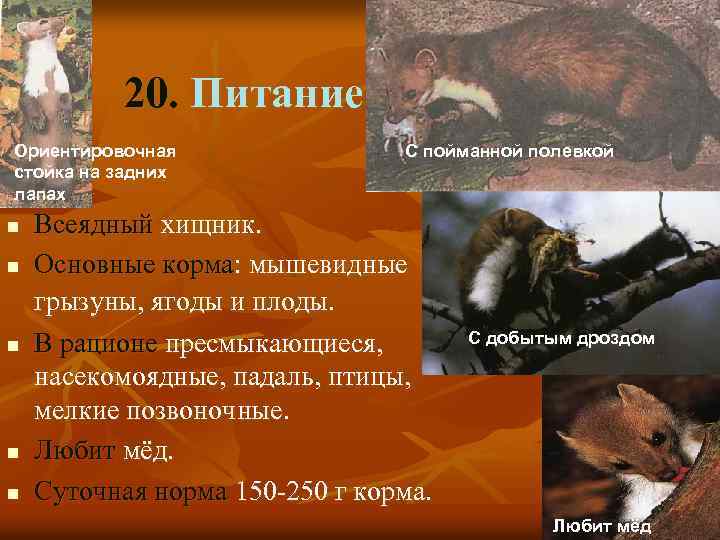 20. Питание Ориентировочная стойка на задних лапах n n n С пойманной полевкой Всеядный