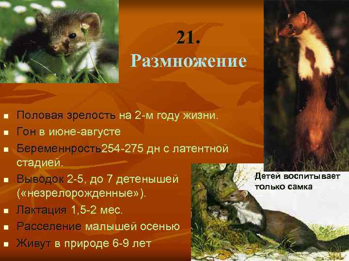 21. Размножение n n n n Половая зрелость на 2 -м году жизни. Гон
