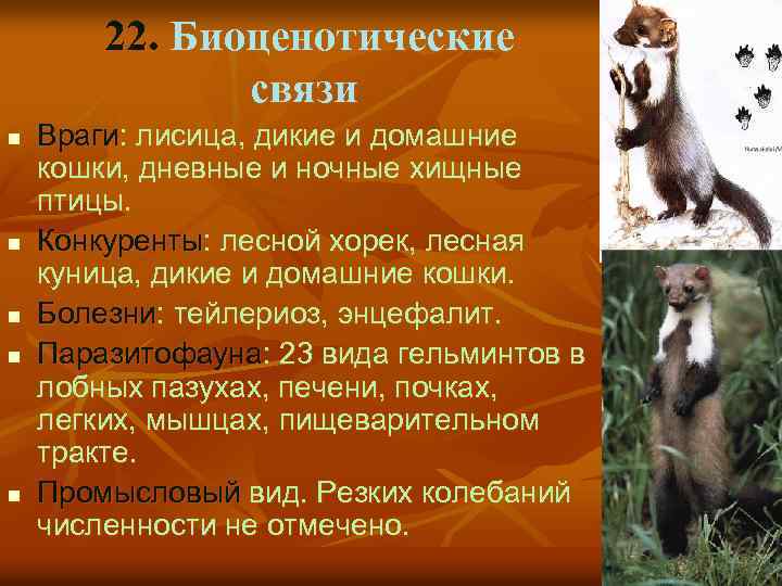 22. Биоценотические связи n n n Враги: лисица, дикие и домашние кошки, дневные и