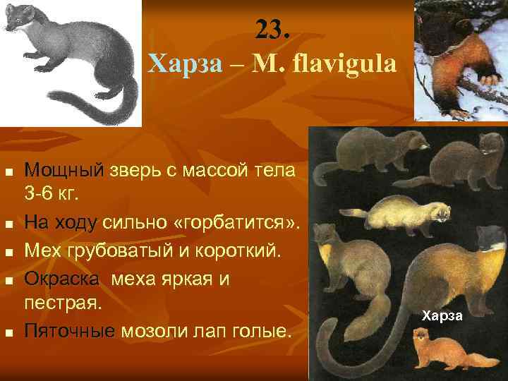 23. Харза – M. flavigula n n n Мощный зверь с массой тела 3