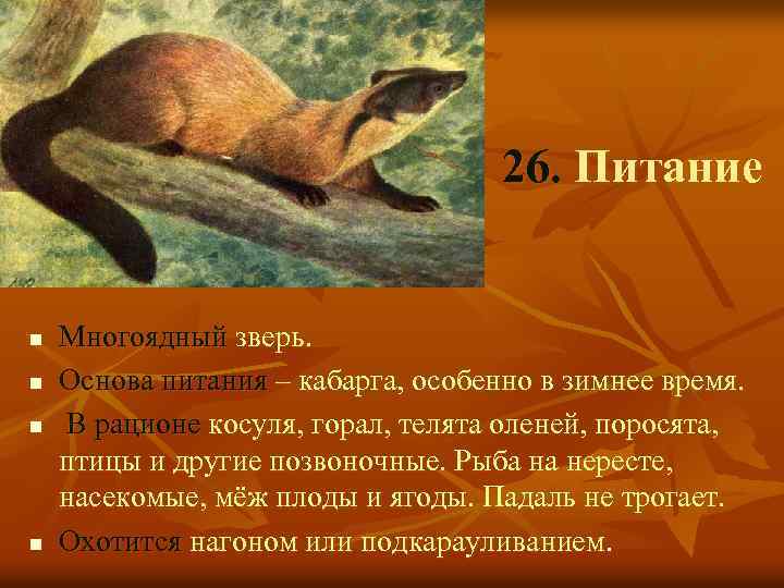 26. Питание n n Многоядный зверь. Основа питания – кабарга, особенно в зимнее время.