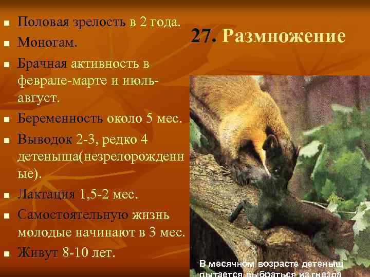 n n n n Половая зрелость в 2 года. Моногам. Брачная активность в феврале-марте
