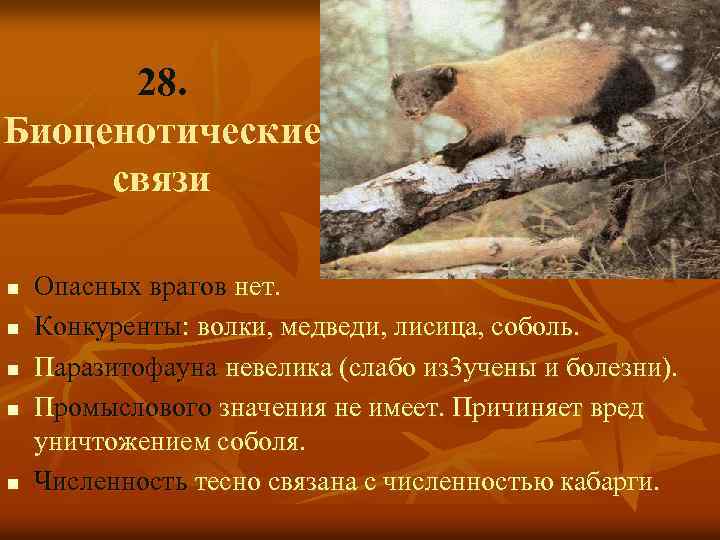 28. Биоценотические связи n n n Опасных врагов нет. Конкуренты: волки, медведи, лисица, соболь.