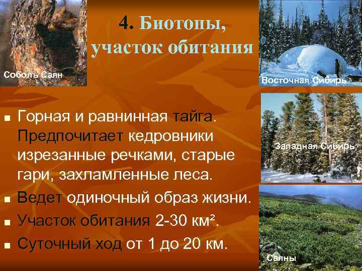 4. Биотопы, участок обитания Соболь Саян n n Горная и равнинная тайга. Предпочитает кедровники