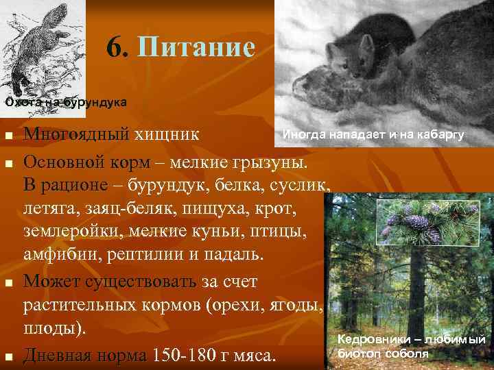 6. Питание Охота на бурундука n n Иногда нападает и на кабаргу Многоядный хищник