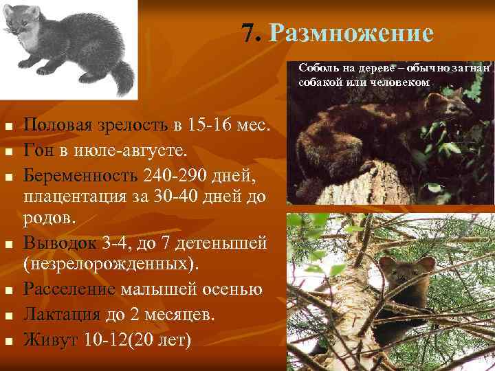 7. Размножение Соболь на дереве – обычно загнан собакой или человеком n n n