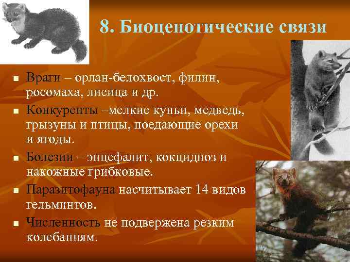 8. Биоценотические связи n n n Враги – орлан-белохвост, филин, росомаха, лисица и др.