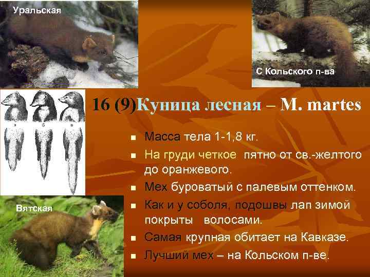 Уральская С Кольского п-ва 16 (9)Куница лесная – M. martes n n n Вятская