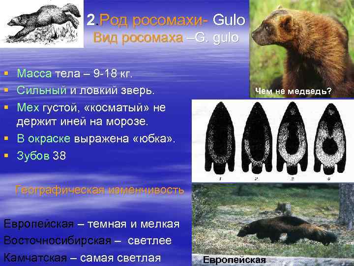 2. Род росомахи- Gulo Вид росомаха –G. gulo § § § Масса тела –