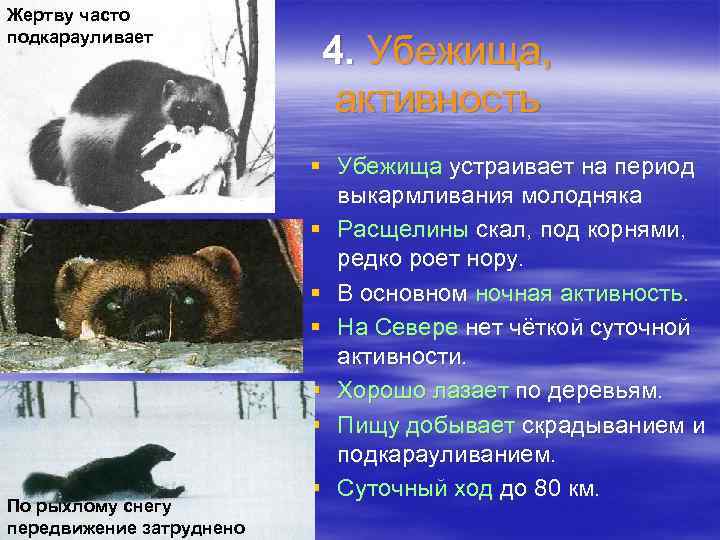 Жертву часто подкарауливает По рыхлому снегу передвижение затруднено 4. Убежища, активность § Убежища устраивает