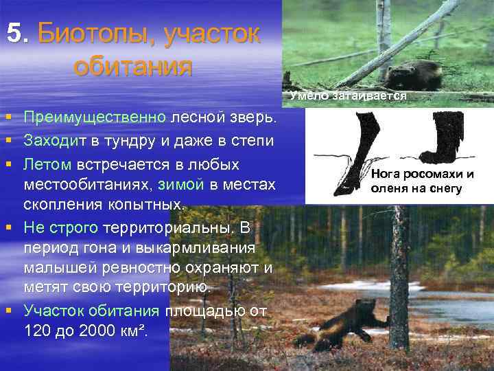 5. Биотопы, участок обитания Умело затаивается § Преимущественно лесной зверь. § Заходит в тундру