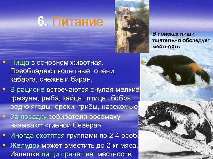 6. Питание В поисках пищи тщательно обследует местность § Пища в основном животная. Преобладают
