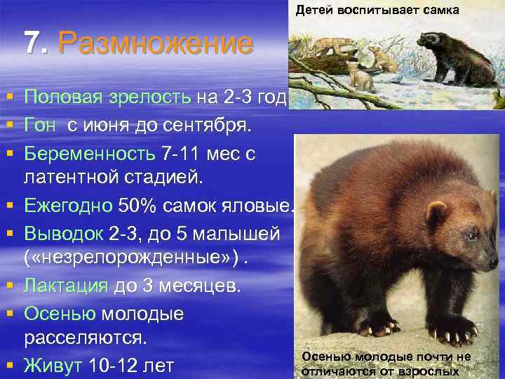 Детей воспитывает самка 7. Размножение § § § § Половая зрелость на 2 -3