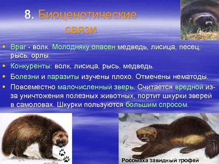 8. Биоценотические связи § Враг - волк. Молодняку опасен медведь, лисица, песец, рысь, орлы.