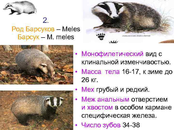 2. Род Барсуков – Meles Барсук – M. meles • Монофилетический вид с клинальной