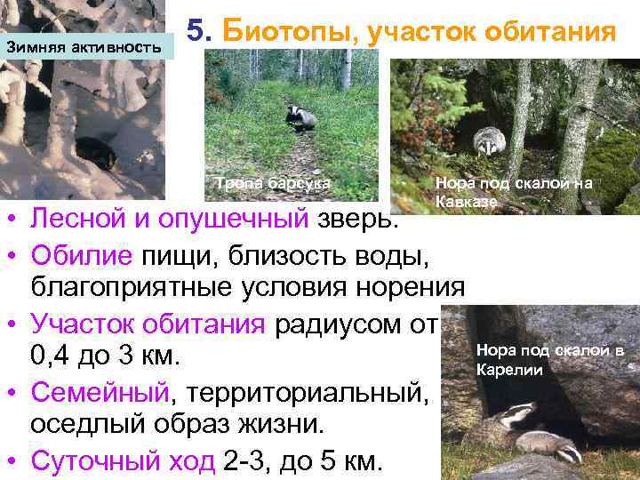 Зимняя активность 5. Биотопы, участок обитания Тропа барсука Нора под скалой на Кавказе •