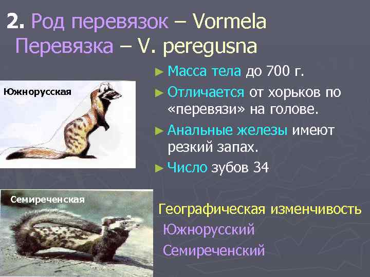 2. Род перевязок – Vormela Перевязка – V. peregusna ► Масса Южнорусская Семиреченская тела