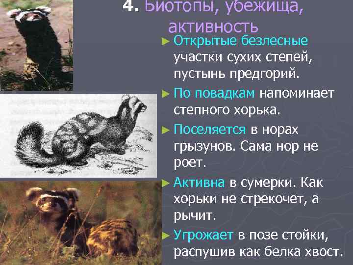 4. Биотопы, убежища, активность ► Открытые безлесные участки сухих степей, пустынь предгорий. ► По