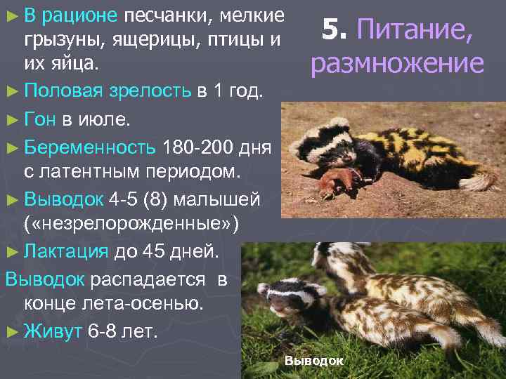 ►В рационе песчанки, мелкие грызуны, ящерицы, птицы и их яйца. ► Половая зрелость в