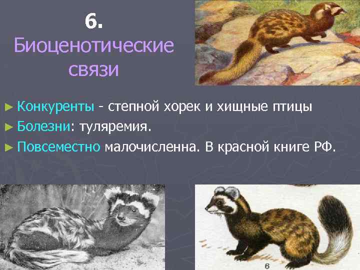 6. Биоценотические связи ► Конкуренты - степной хорек и хищные птицы ► Болезни: туляремия.