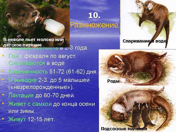 10. Размножение В неволе пьет молоко или детское питание Спаривание в воде • Половая