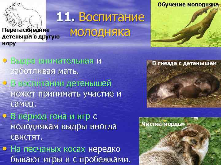 Обучение молодняка 11. Воспитание Перетаскивание молодняка детеныша в другую нору • Выдра внимательная и