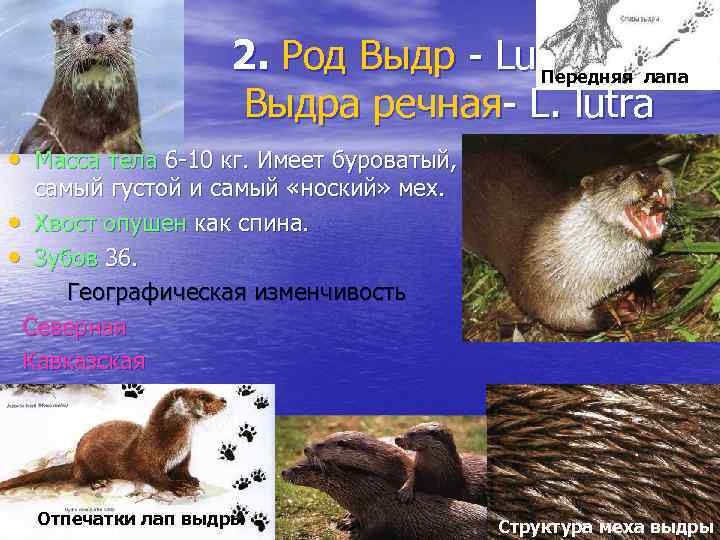 2. Род Выдр - Lutra лапа Передняя Выдра речная- L. lutra • Масса тела