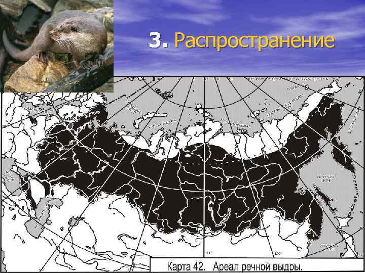 3. Распространение 