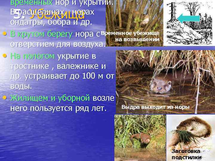  • • • временных нор и укрытий. В расщелинах, норах 5. Убежища ондатры,