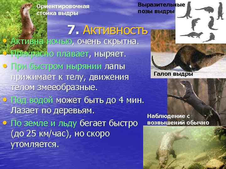 Ориентировочная стойка выдры Выразительные позы выдры 7. Активность • Активна ночью, очень скрытна. •