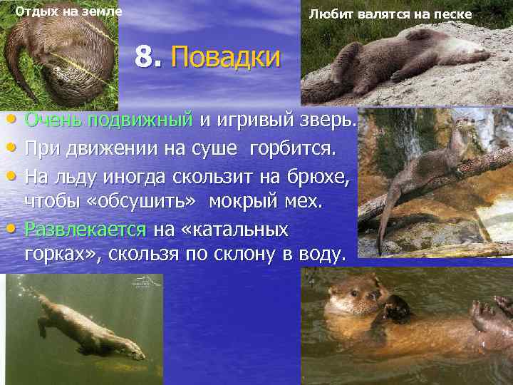 Отдых на земле Любит валятся на песке 8. Повадки • Очень подвижный и игривый