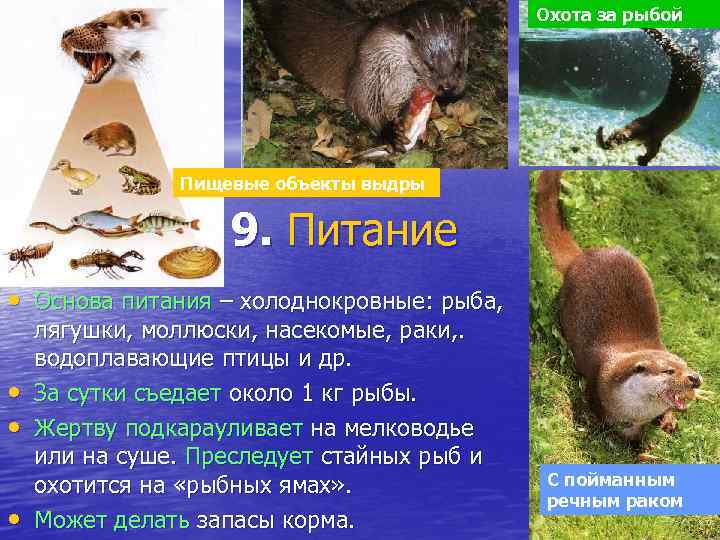 Охота за рыбой Пищевые объекты выдры 9. Питание • Основа питания – холоднокровные: рыба,