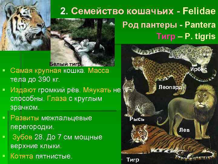2. Семейство кошачьих - Felidae Род пантеры - Pantera Тигр – P. tigris Белый