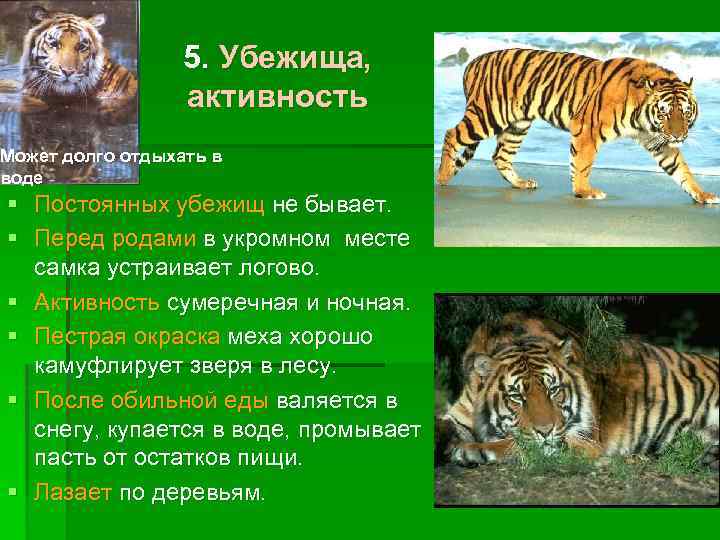 5. Убежища, активность Может долго отдыхать в воде § Постоянных убежищ не бывает. §