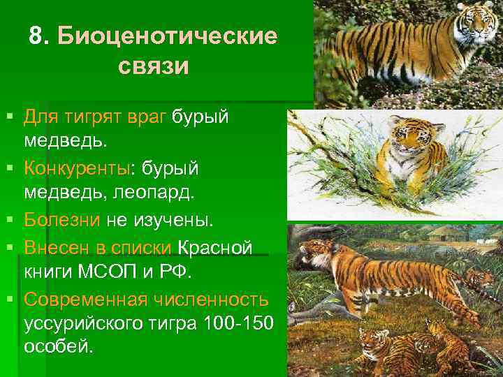 8. Биоценотические связи § Для тигрят враг бурый медведь. § Конкуренты: бурый медведь, леопард.
