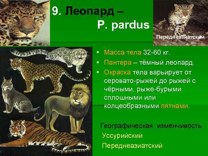 9. Леопард – P. pardus Переднеазиатский § § § Масса тела 32 -60 кг.